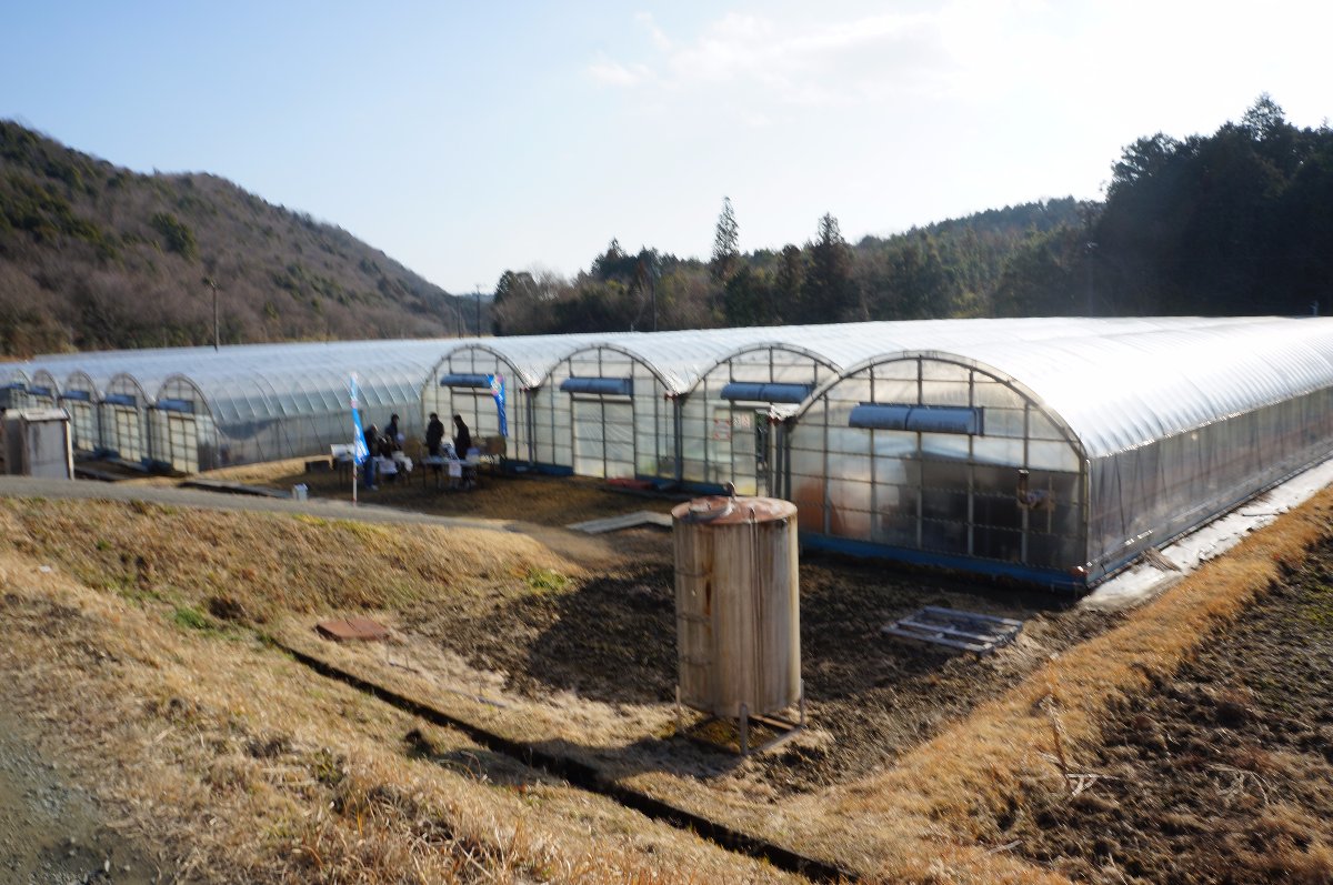 Strawberry HouseFarm in Matsuka. My brother adventure in Japan. 