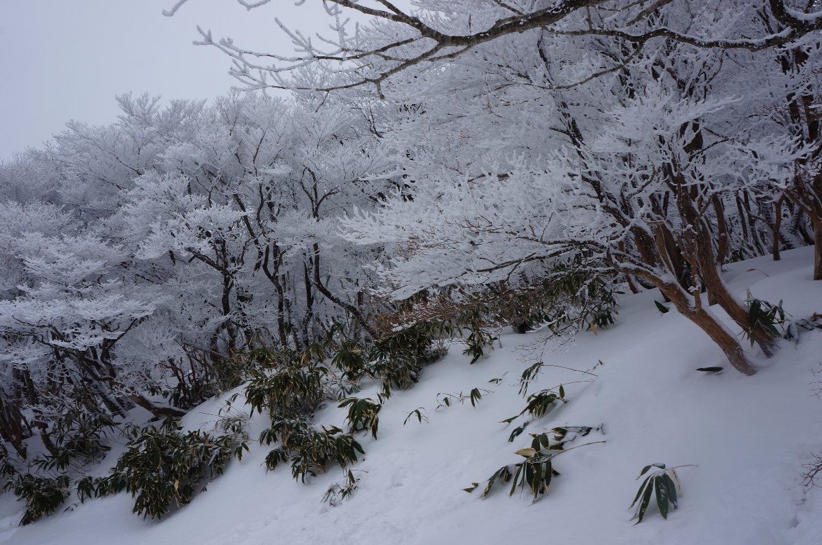 Winter season the trees are covered by the snow My brother adventure in Japan