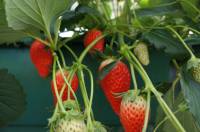 Strawberry Farm House. Sweet strawberries to everyone. Matsuka Strawberry