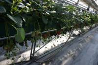 Hanging Strawberries. Yummy Matsuka Strawberry. My brother Journey in Japan