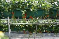 Strawberry Farm House. Sweet strawberries to everyone. Matsuka Strawberry