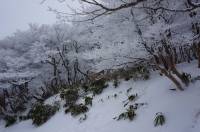 Winter season the trees are covered by the snow My brother adventure in Japan
