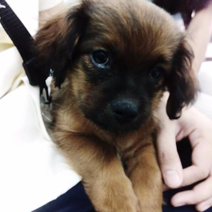 baby choco