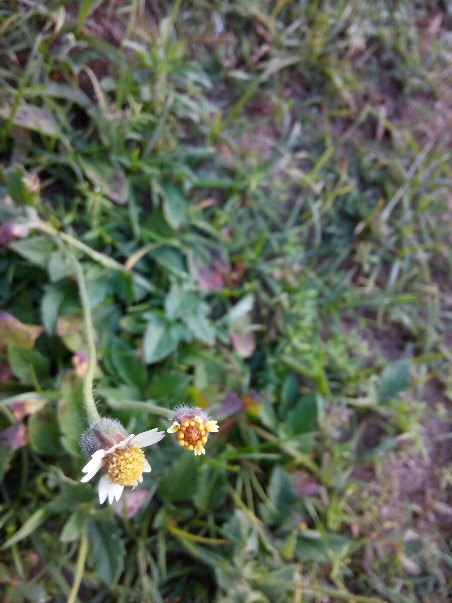 little sunflower