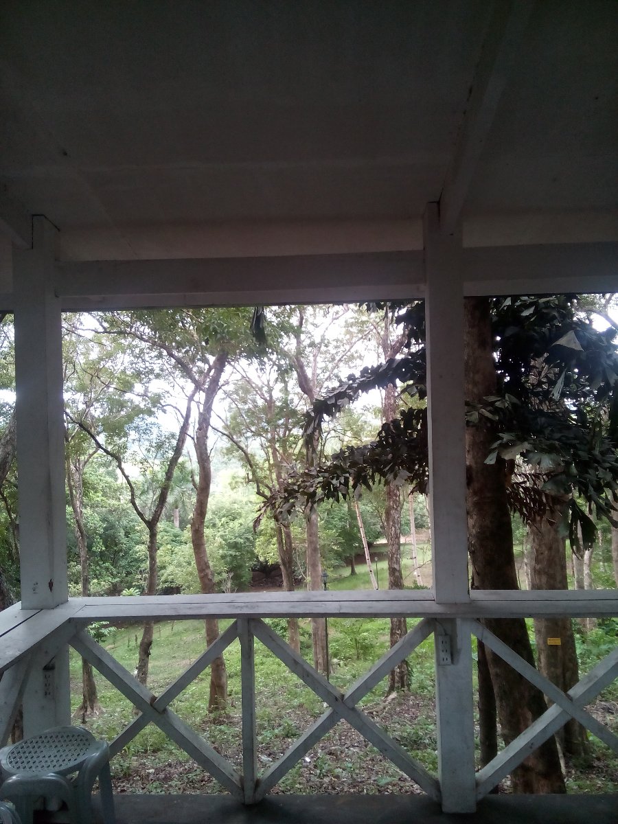 nature, barili, green love