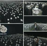 1000 roses