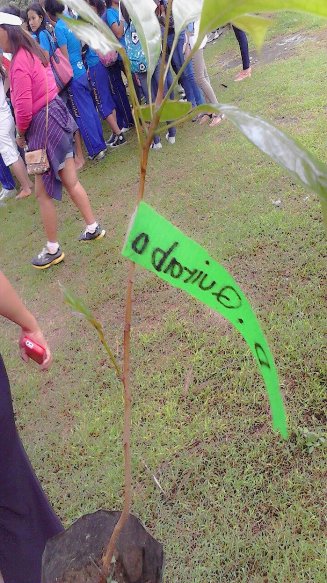 tree planting