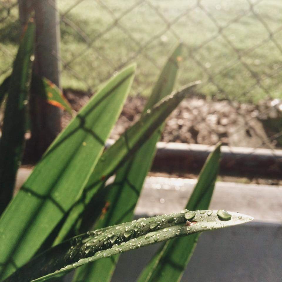 Dew drops