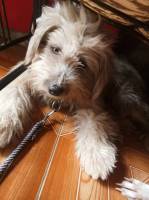 My dog gwapo