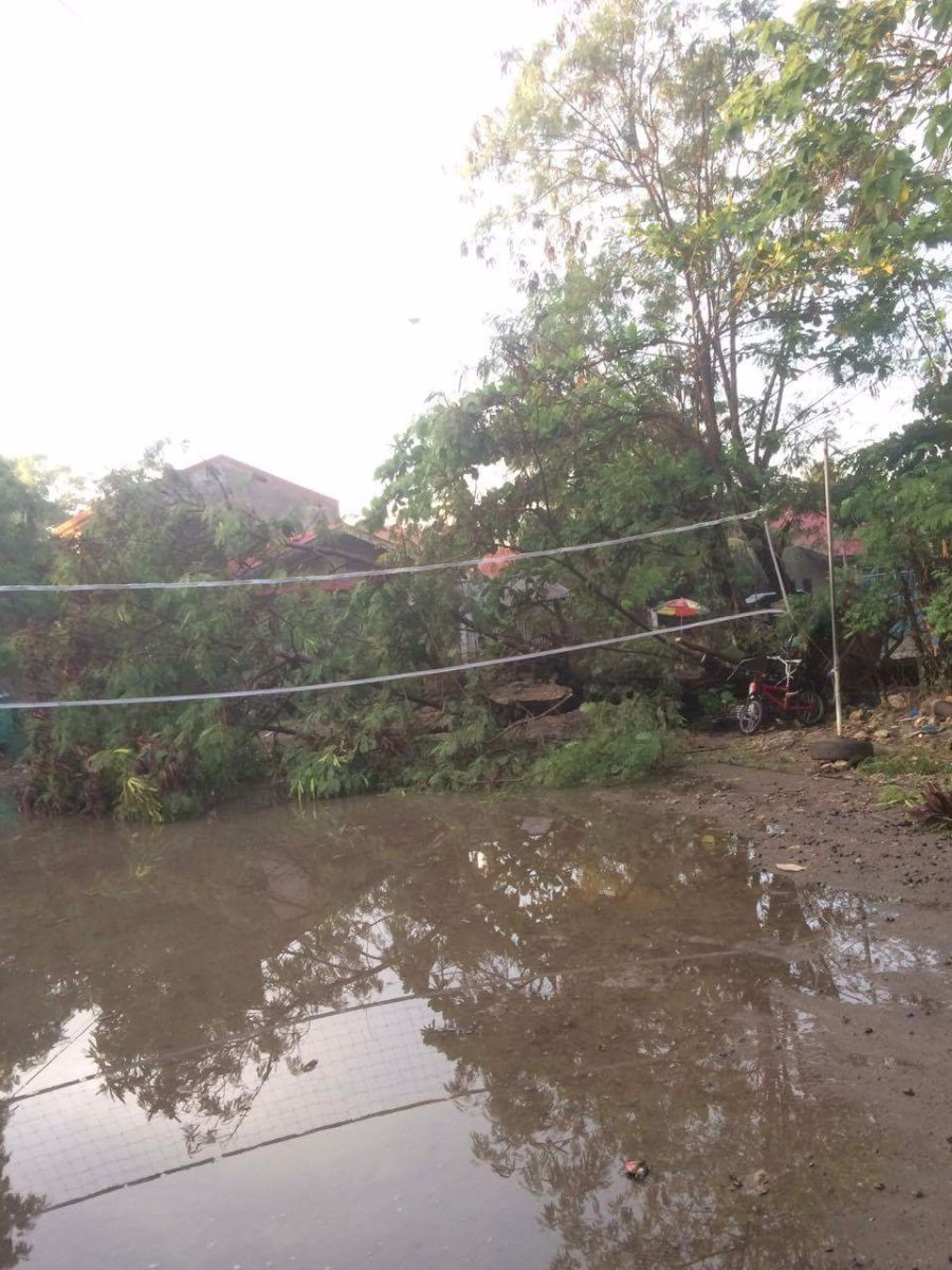 tumbang kahoy oy