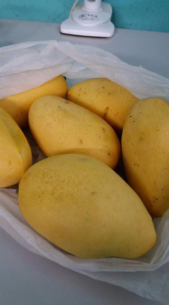 Favorite fruit mangoes