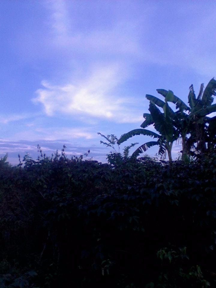 afternoon, view, outside