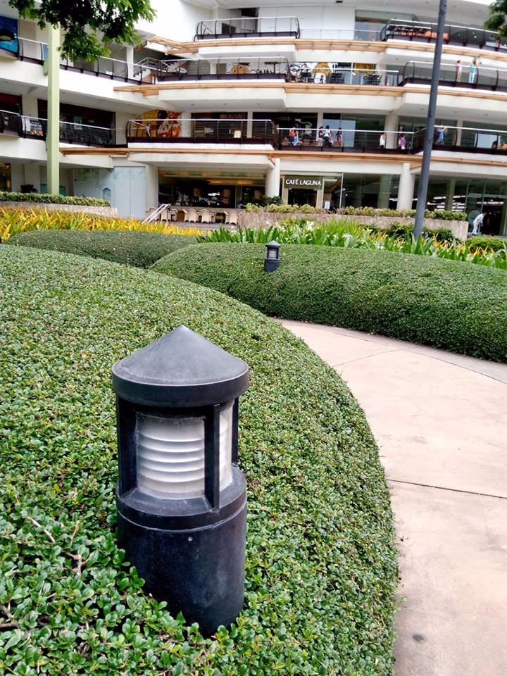 at ayala terraces green plants leaves nature nice view