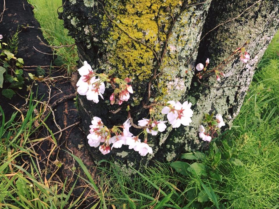 beautiful flower