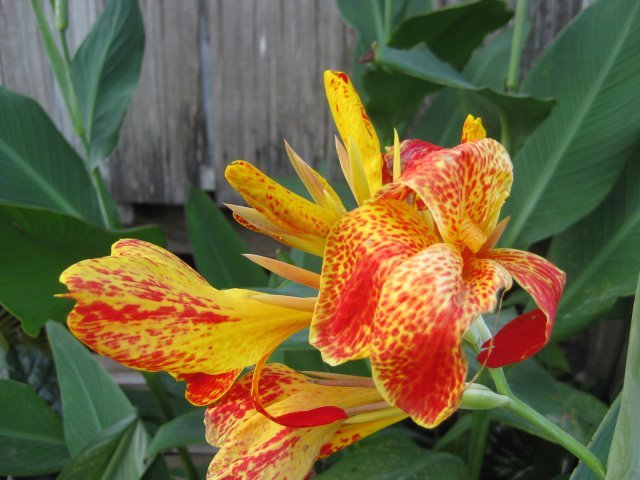 beautiful, flower, yellow, and, red, nice, with, green, leaves, natureloves