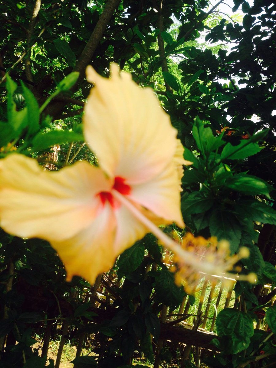 beautiful gumamela yellow flower petals with something red