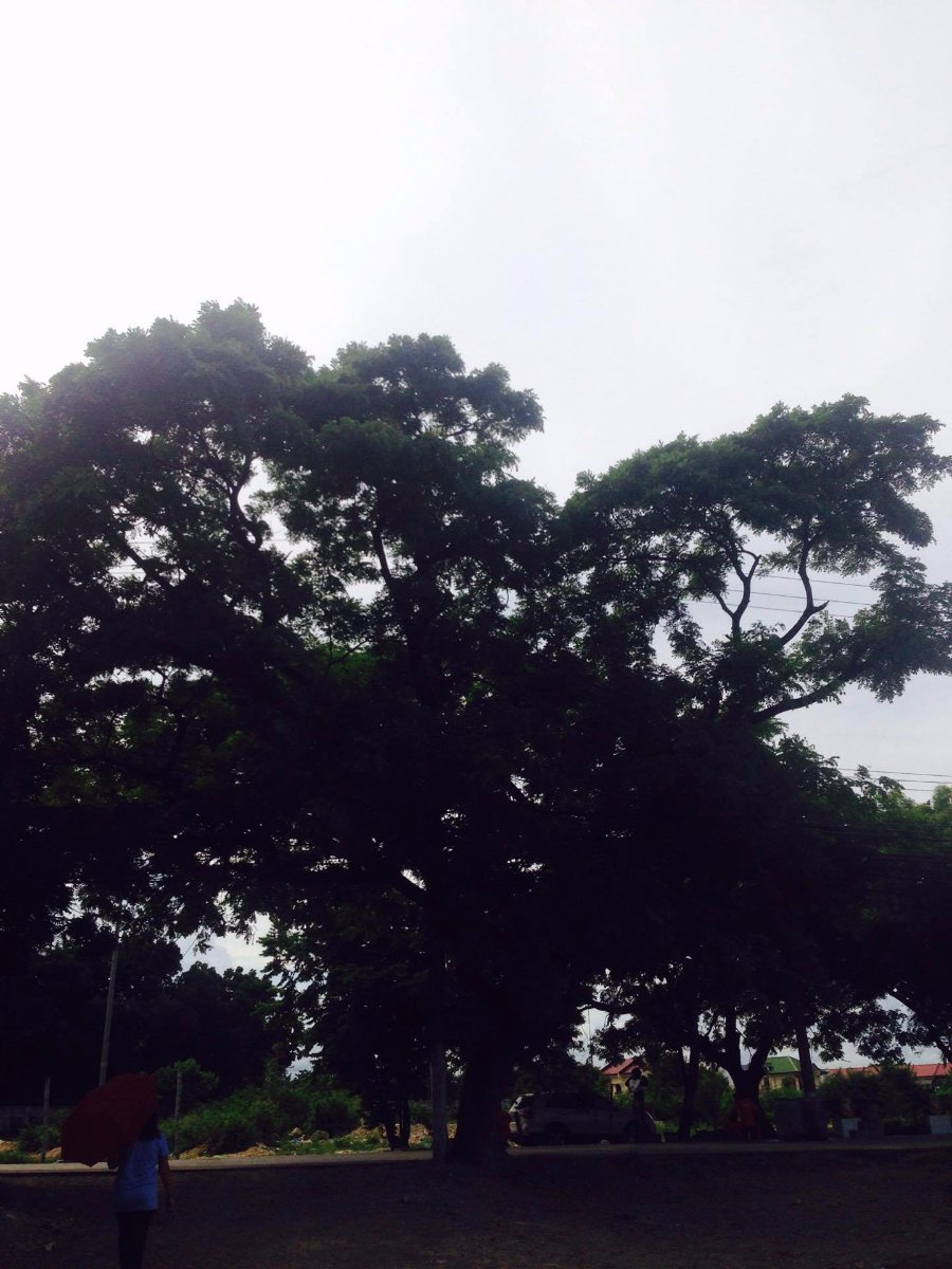 big, and, old, tree, near, the, street, gree, is, life, love, nature, lover