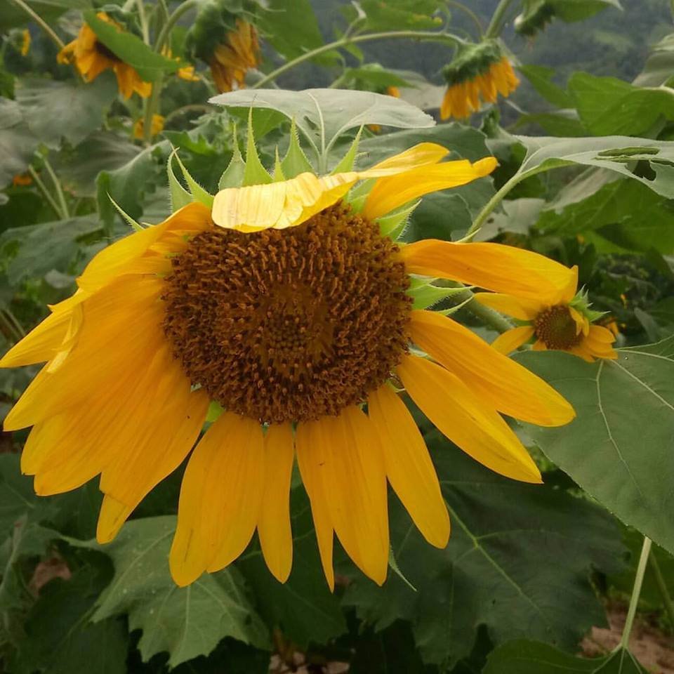 big, sunflower. yellow, nice