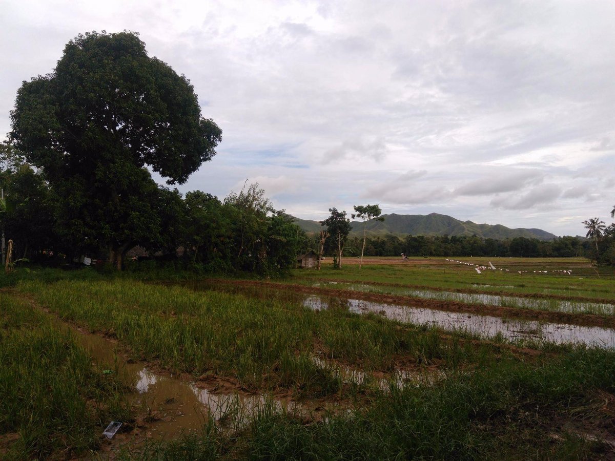 bohol, vacation, nature, loves, gree, grasses, and, trees
