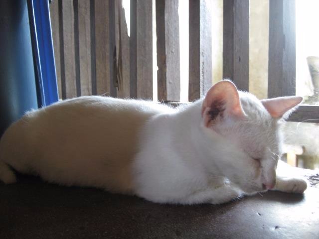 cutie cat meow white