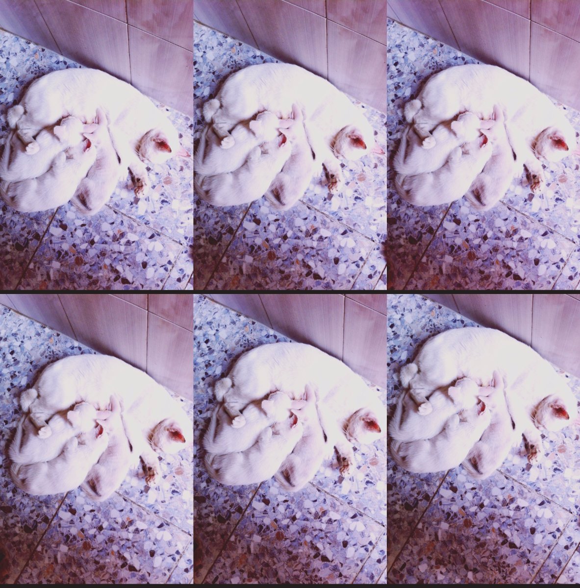 cutie, cat, meow, white, mother, baby, cats, white