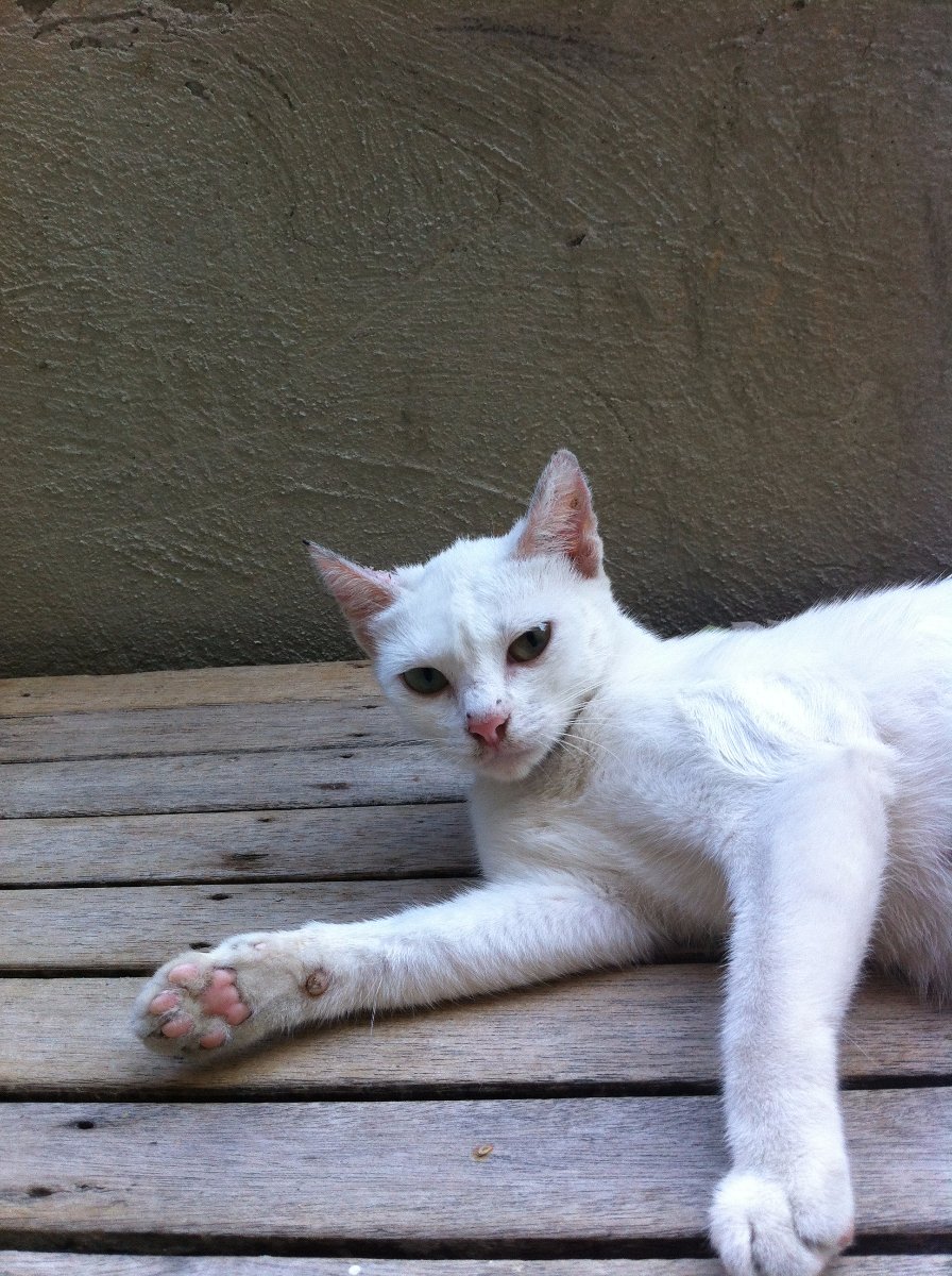 cutie little meow white