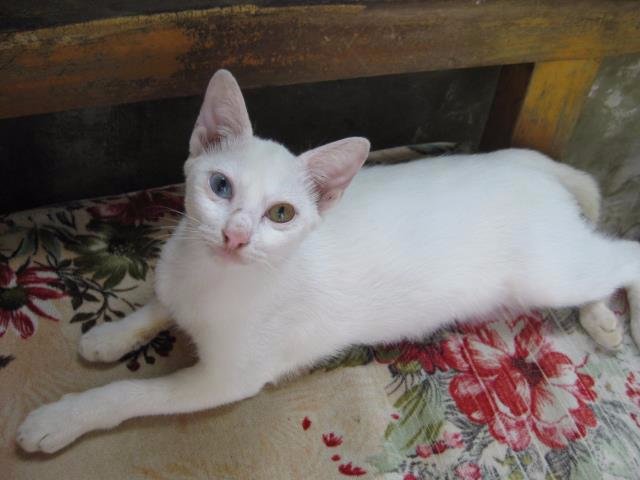 hey there, cutie, white, cat, meow, whatcha, looking, at