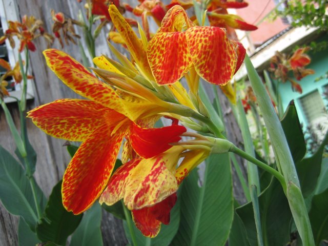 instagram worthy haha nice flower red feat yellow