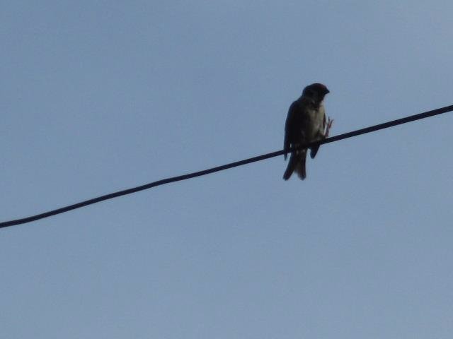 lil, bird, way, up