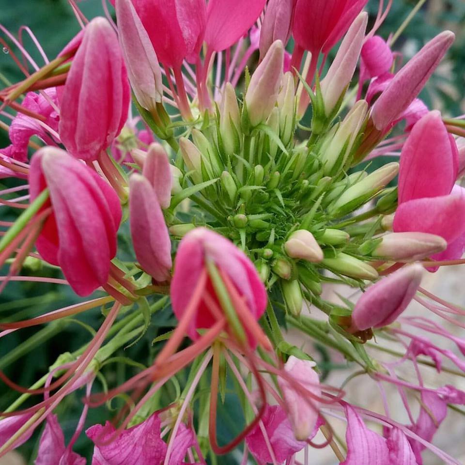 lovely pink flower