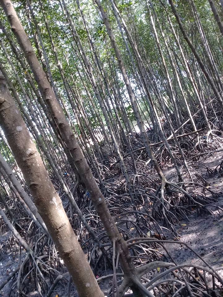 mangrove planting worth it nice experinece