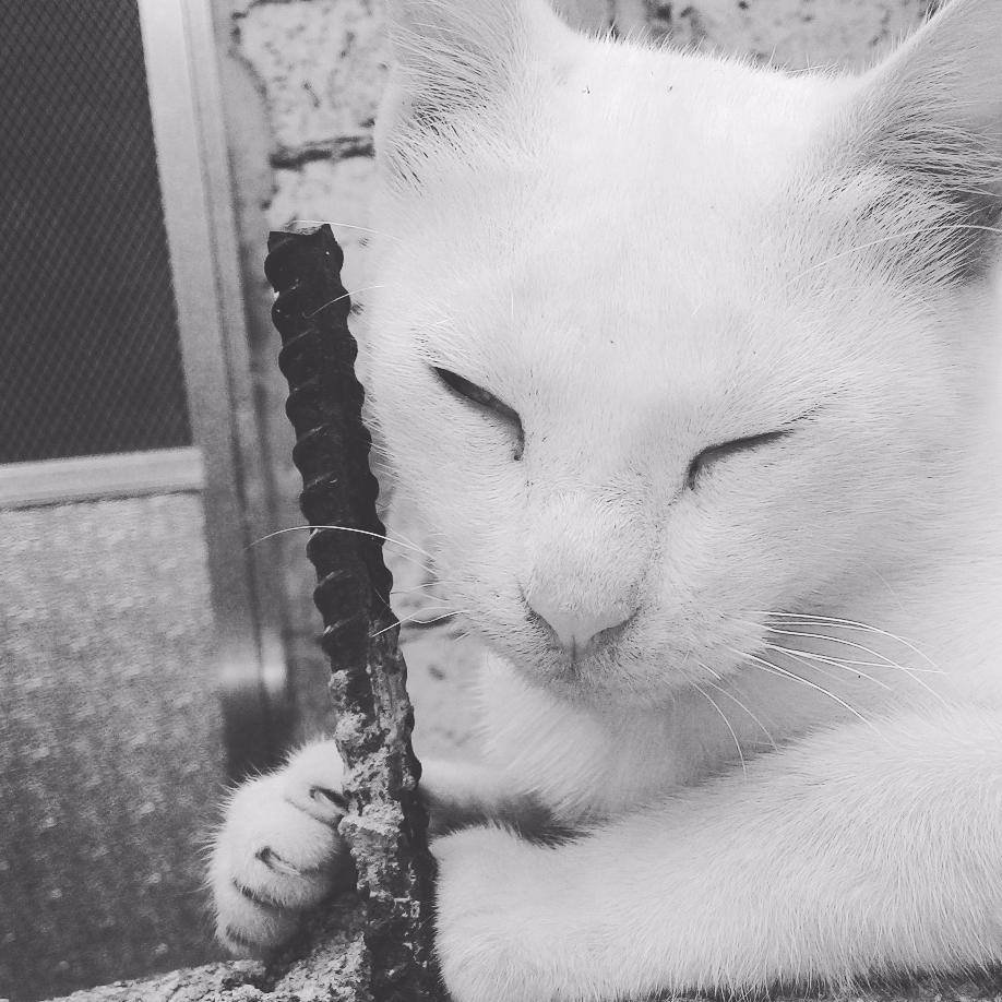 meow cutie cute cat loves white