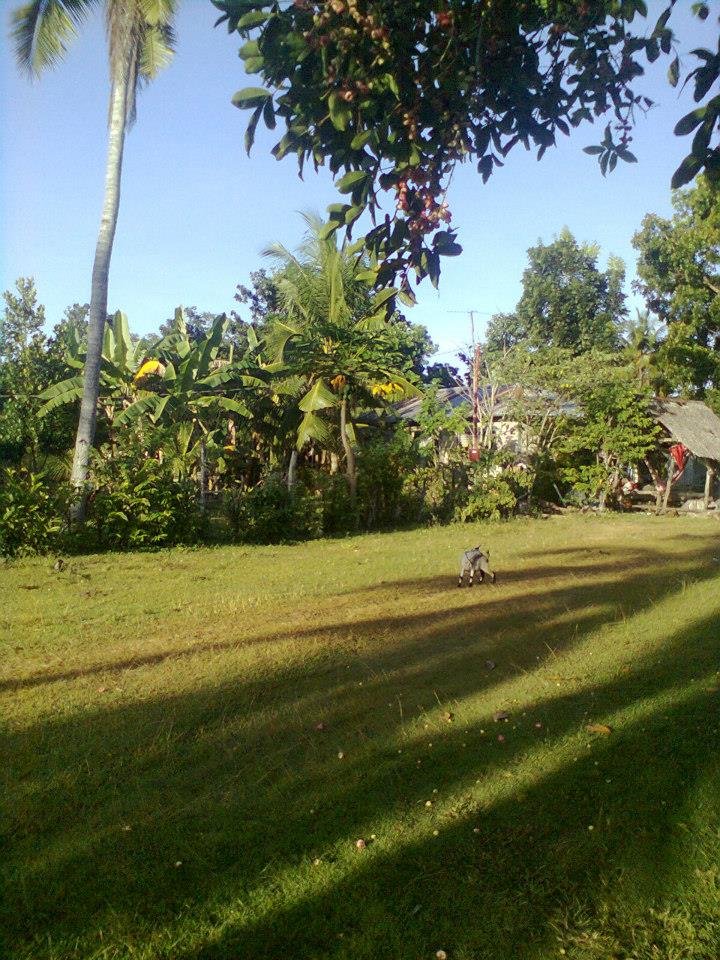 mornings in bohol green is life love nature