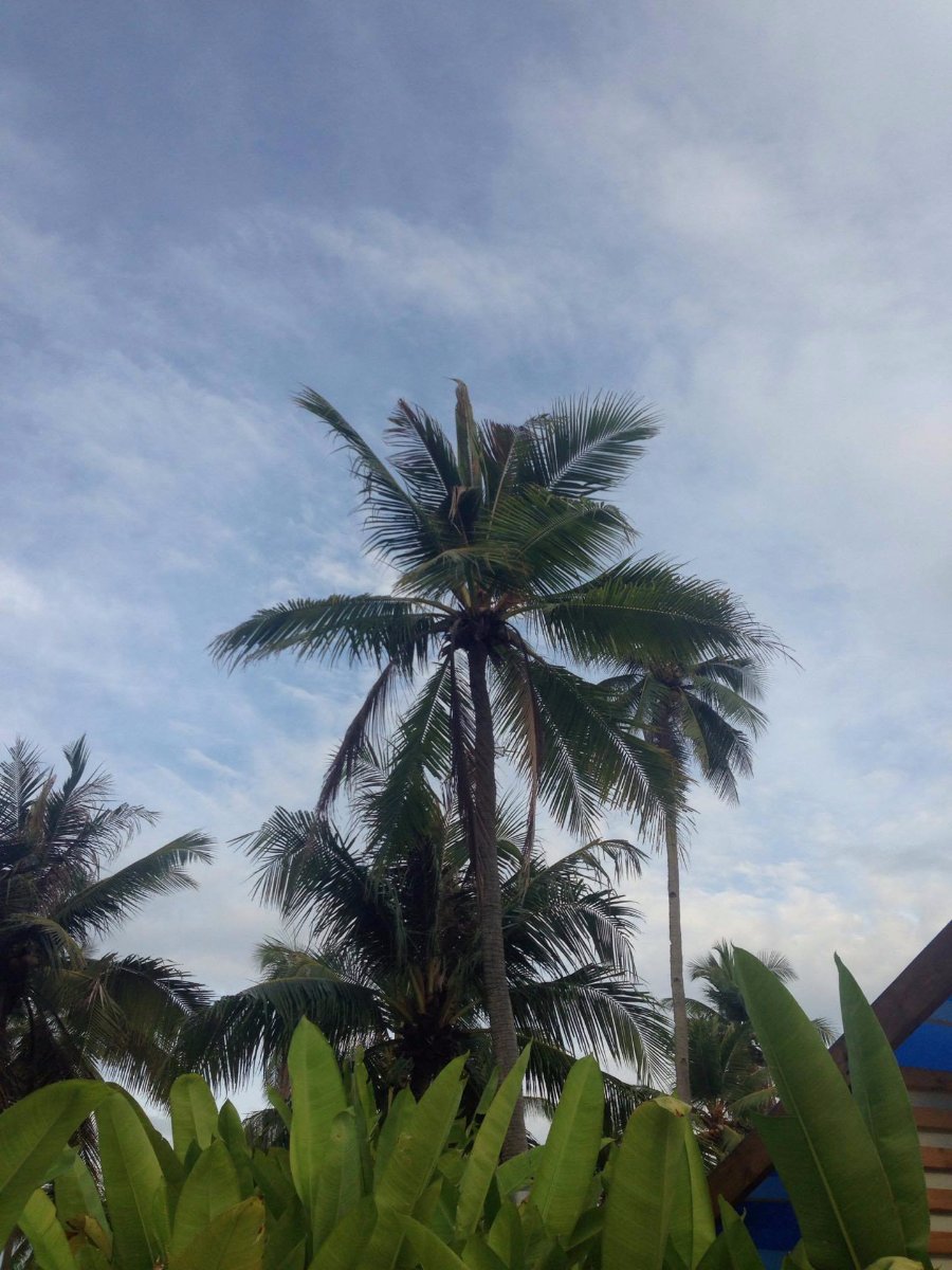 nature, lover, tall, coconut, trees, green, is, love