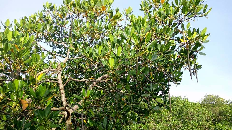 nature, loves, green, trees, green, leaves