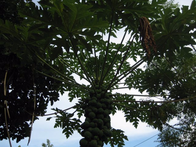 papaya treeee lots of fruits