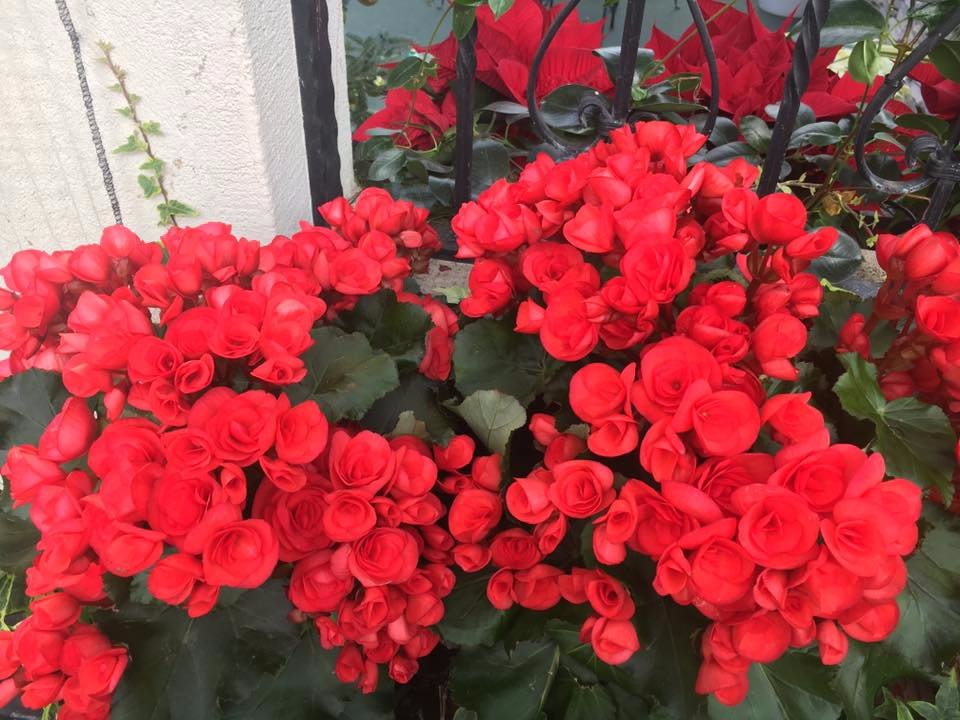 red flowers
