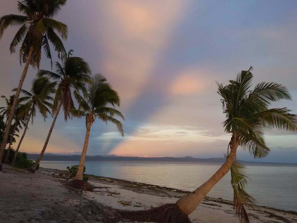 sea side beautiful coconut trees