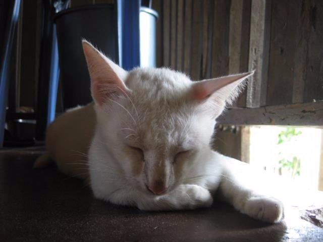 sleeping, cutie, cat, meow, lovelove, white