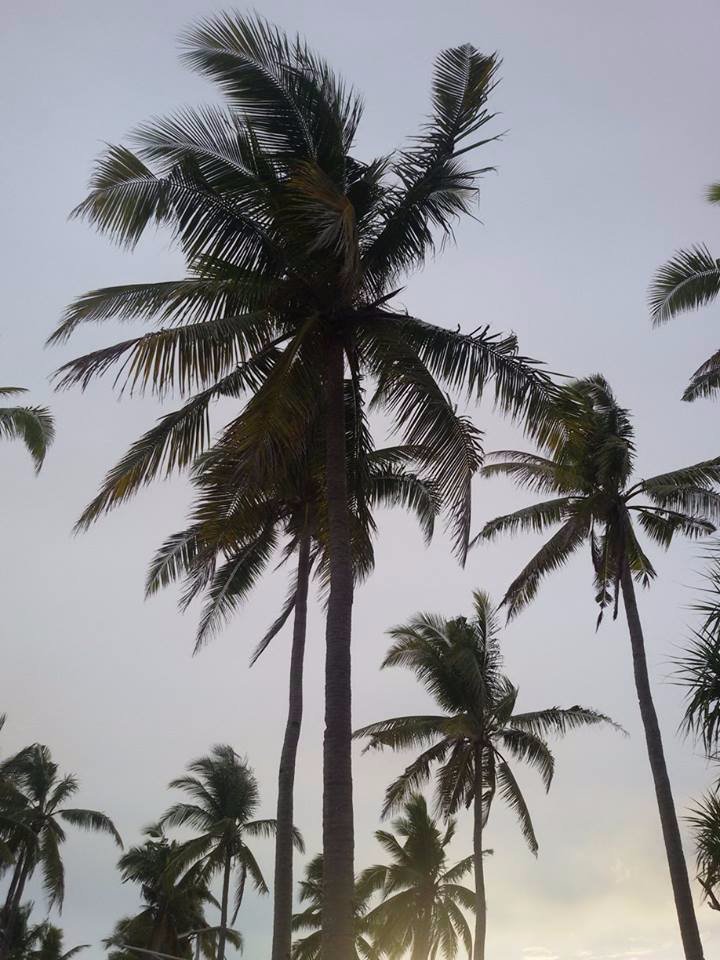 tall coconut trees
