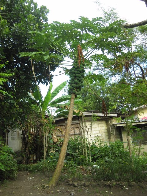 tall papaya tree lots of fruits yey horray haha green is nature love life
