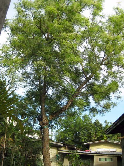 tall tree neem tree nature