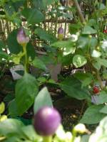 green, leaves, with, a, tiny, fruit, very, cute, red