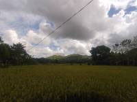 bohol, vacation, nature, loves, gree, grasses, and, trees