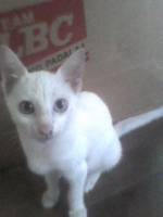 hey there, cutie, white, cat, meow, whatcha, looking, at