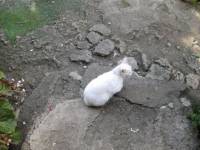 what, are, you, doing, there, cutie, cat, meow, soooo, cute, mwaaaaaaaaaah