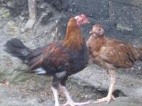 two, chickens