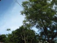 tall tree neem tree nature