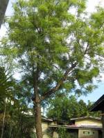 big, and, old, tree, near, the, street, gree, is, life, love, nature, lover