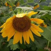 yellow, flower, nice